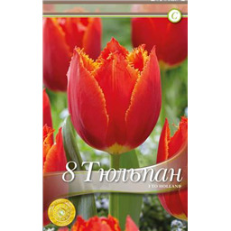 Ай ту Холланд