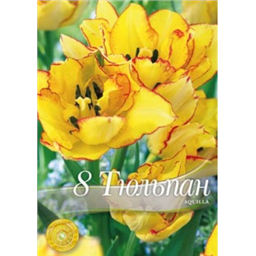 Тюльпан Акилла