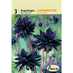Аквилегия Барлоу Блэк