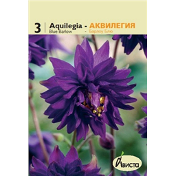 Аквилегия Барлоу Блю