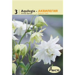 Аквилегия Барлоу Уайт
