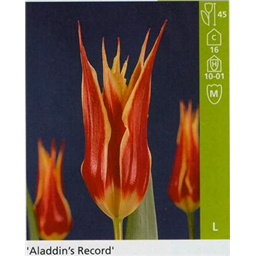 Аладдин Рекорд