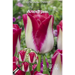 Тюльпан Триумф Алектрик