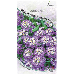 Алиссум Фиолетовая королева