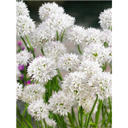 Аллиум Грейсфул Бьюти