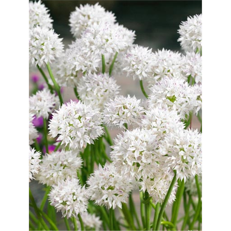 Аллиум Грейсфул Бьюти