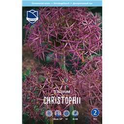 Аллиум Христофа