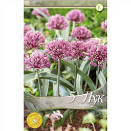  Аллиум Лонден