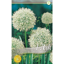 Аллиум Моунт Эверест