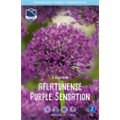 Аллиум Парпл Сенсейшн