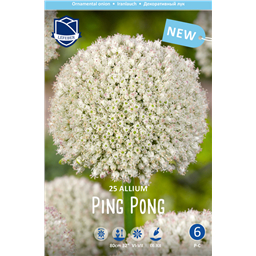 Аллиум Пинк Понг