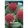 Аллиум Ред Гигант