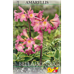 Амариллис Беладонна