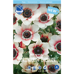 Анемона Биколор