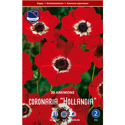 Анемона Холландия