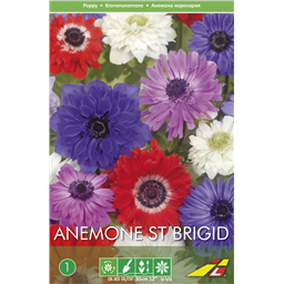 Анемона Ст.Бриджит(упаковка мини)