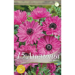 Анемона Зе Адмирал