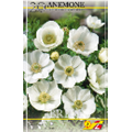 Анемона Брид