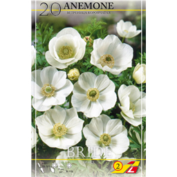 Анемона Брид