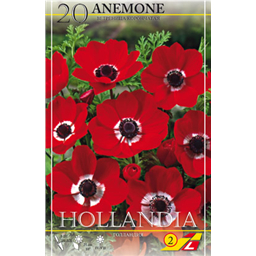 Анемона Голландия