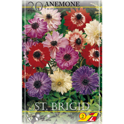 Анемона Санта Бриджит