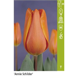 Анни Шилдер