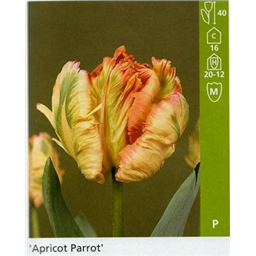 Априкот Пэррот