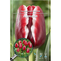 Тюльпан Триумф Армани