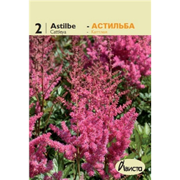 Астильба Арендси Катлея