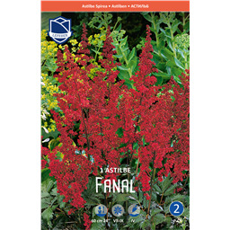 Астильба Фанал