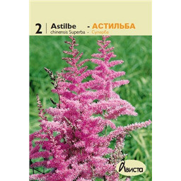 Астильба Китайская Суперба