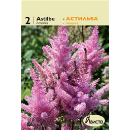 Астильба Арендси Америка