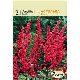 Астильба Арендси Фанал