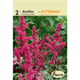 Астильба Арендси Бургунди Ред