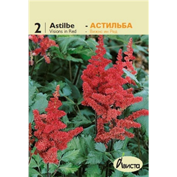 Астильба Китайская Виженс ин Ред