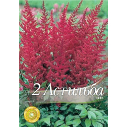 Астильба Ред