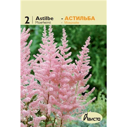 Астильба Тунберга Мойерхайм