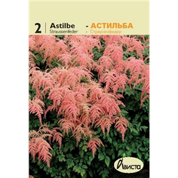 Астильба Тунберга Страусфендер