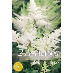 Астильба Уайт