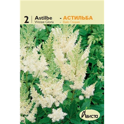 Астильба Арендси Вайс Глори