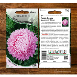 Астра Дюшес  Деликейт Пинк