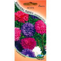 Астра Королева рынка махровая смесь