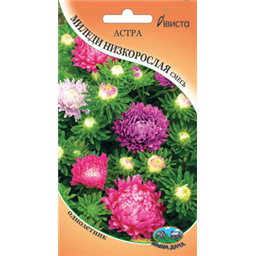 Астра Миледи низкорослая смесь