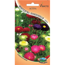 Астра Монтезума помпонная смесь