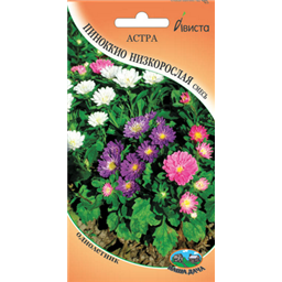 Астра Пиноккио низкорослая смесь
