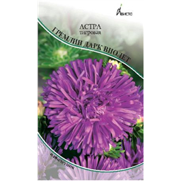 Астра Гремлин Дарк Виолет