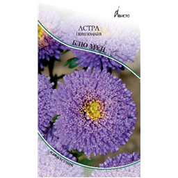 Астра Помпонная Блю Мун
