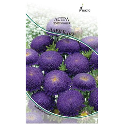 Астра Помпонная Дарк Блю