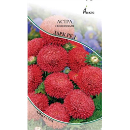 Астра Помпонная Дарк Ред