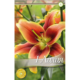 Авалон Сансет